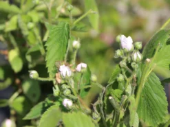 Brombeere 'Navaho' ® -Deutschland Garten Funk Verkaufs-Shop brombeere navaho m008229 w 1