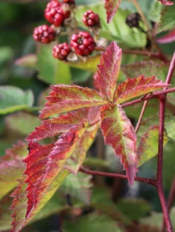 Brombeere 'Navaho' ® -Deutschland Garten Funk Verkaufs-Shop brombeere navaho m008229 w 2