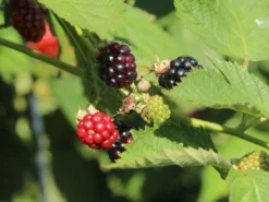 Brombeere 'Navaho' ® -Deutschland Garten Funk Verkaufs-Shop brombeere navaho m008229 w 4