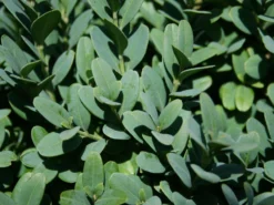 Buchsbaum 'Blauer Heinz' -Deutschland Garten Funk Verkaufs-Shop buchsbaum blauer heinz m006448 w 1