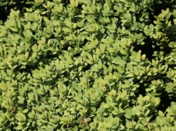 Buchsbaum 'Blauer Heinz' -Deutschland Garten Funk Verkaufs-Shop buchsbaum blauer heinz m006448 w 2