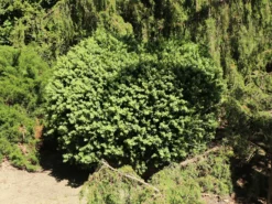 Buchsbaum 'Blauer Heinz' -Deutschland Garten Funk Verkaufs-Shop buchsbaum blauer heinz m006448 w 4