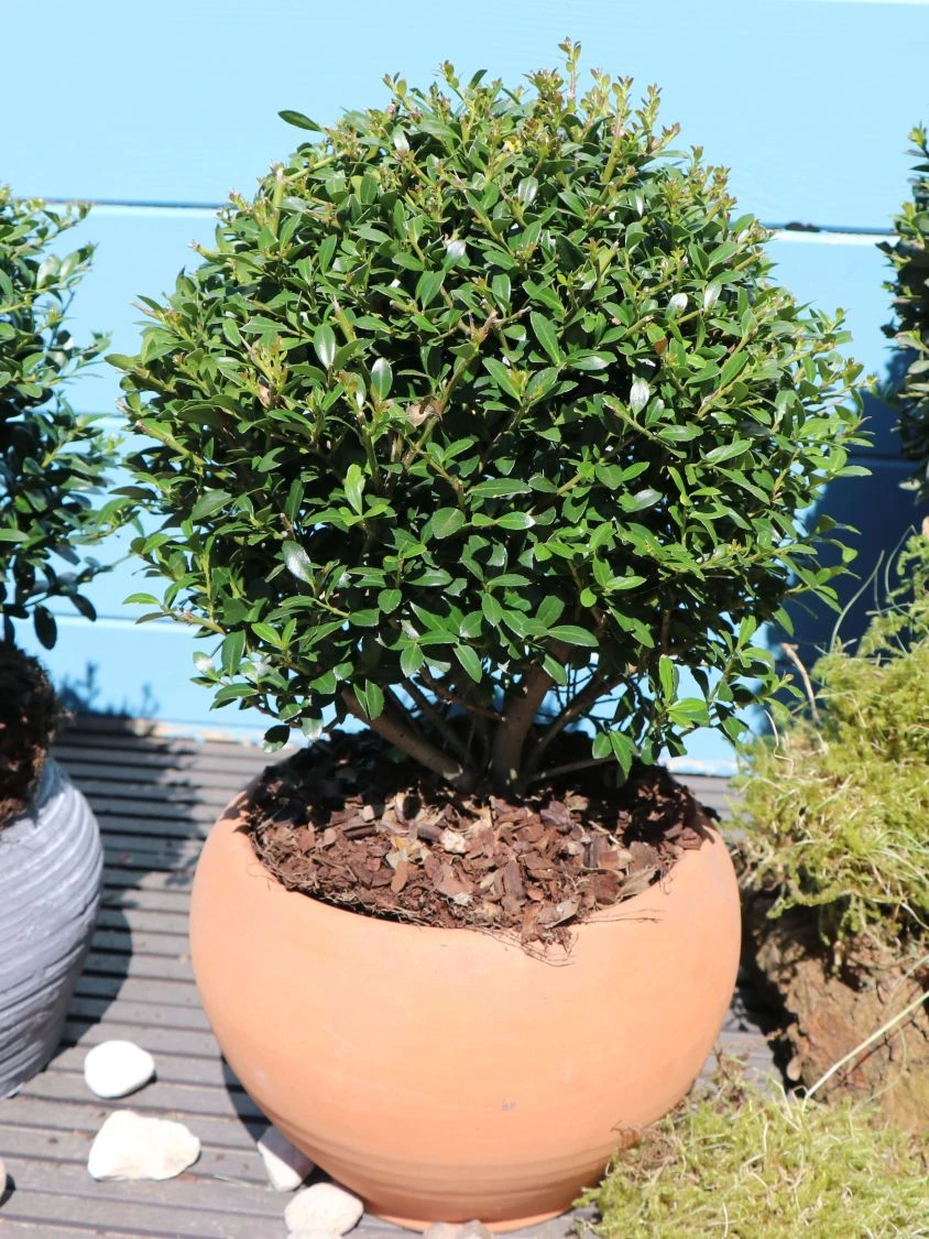 Buchsilex / Niedriger Bergilex 'Stokes' (Kugel) 3 Buchsilex / Niedriger Bergilex 'Stokes' (Kugel) – Bild 3