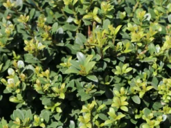 Deutschland Garten Funk Verkaufs-Shop -Deutschland Garten Funk Verkaufs-Shop buchsilex niedriger bergilex stokes kugel m102341 w 1