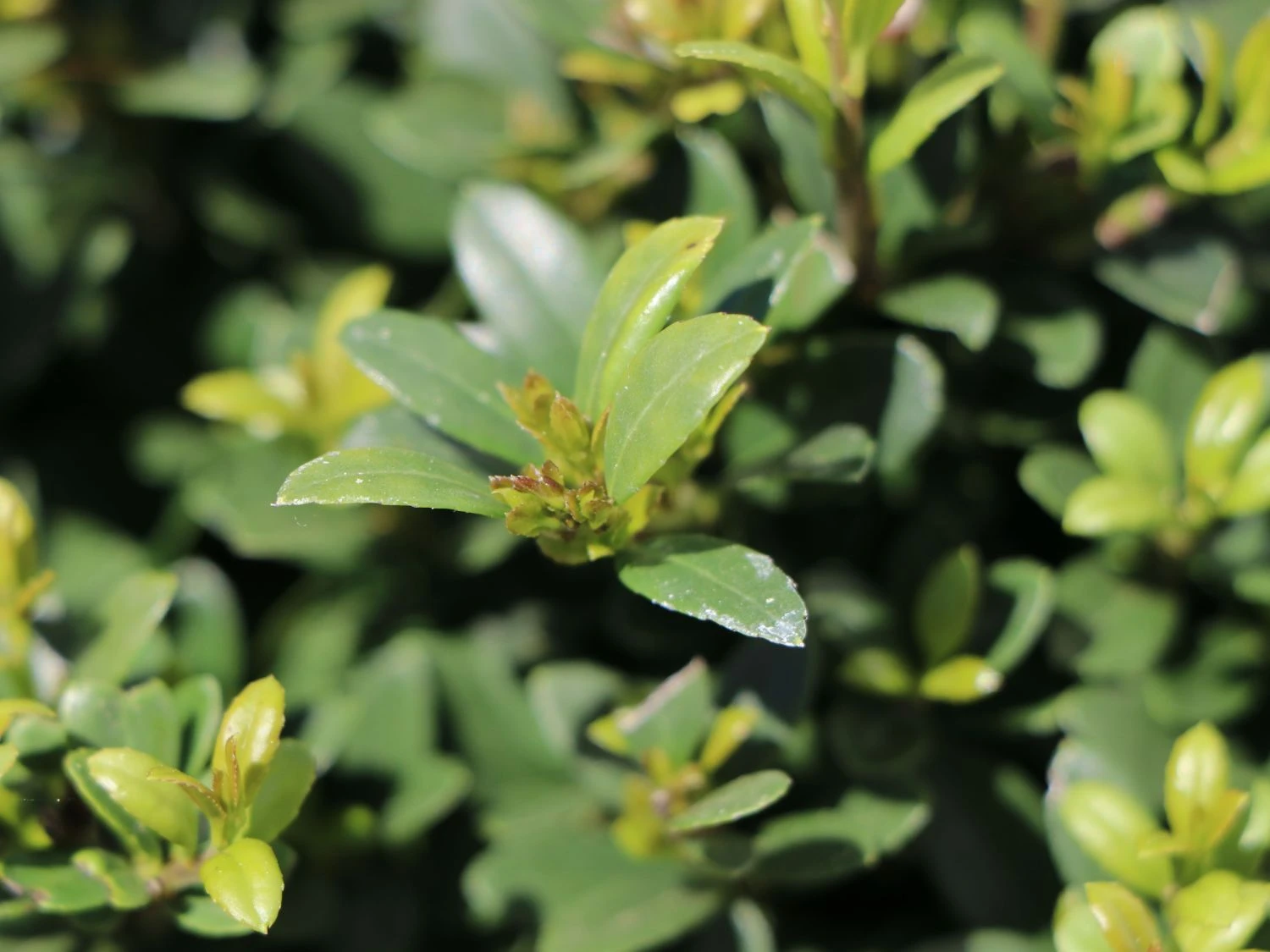 Buchsilex / Niedriger Bergilex 'Stokes' (Kugel) 4 Buchsilex / Niedriger Bergilex 'Stokes' (Kugel) – Bild 4