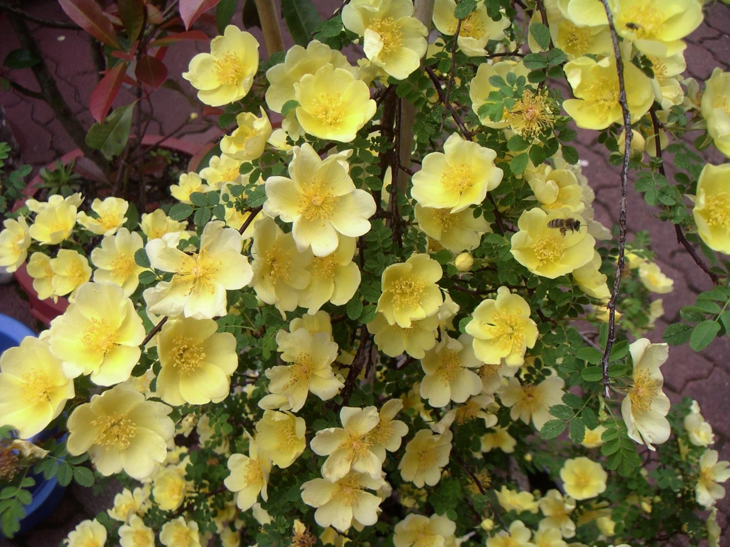 Chinesische Gold-Rose 12 Chinesische Gold-Rose – Bild 12