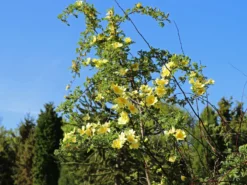 Chinesische Gold-Rose 17 Chinesische Gold-Rose -Deutschland Garten Funk Verkaufs-Shop chinesische gold rose m003016 w 0