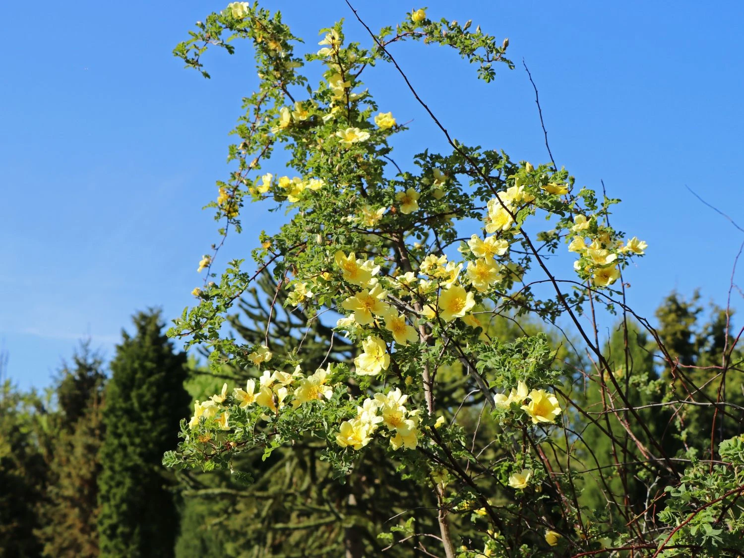 Chinesische Gold-Rose 6 Chinesische Gold-Rose – Bild 6