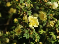 Chinesische Gold-Rose 18 Chinesische Gold-Rose -Deutschland Garten Funk Verkaufs-Shop chinesische gold rose m003016 w 1