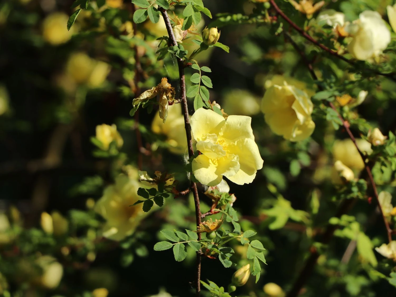 Chinesische Gold-Rose 7 Chinesische Gold-Rose – Bild 7