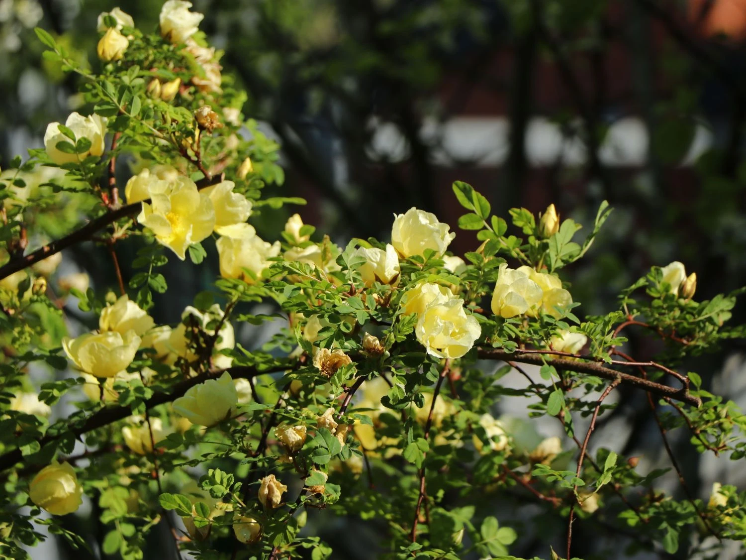 Chinesische Gold-Rose 9 Chinesische Gold-Rose – Bild 9