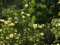 Chinesische Gold-Rose 19 Chinesische Gold-Rose -Deutschland Garten Funk Verkaufs-Shop chinesische gold rose m003016 w 3