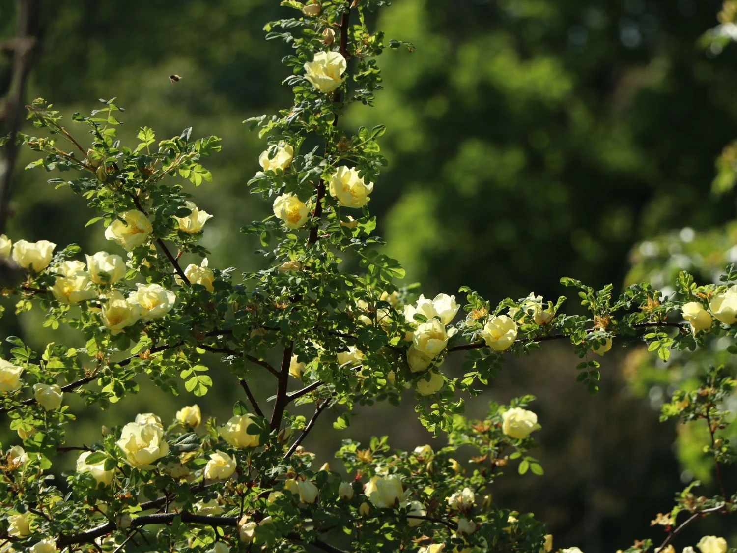 Chinesische Gold-Rose 8 Chinesische Gold-Rose – Bild 8