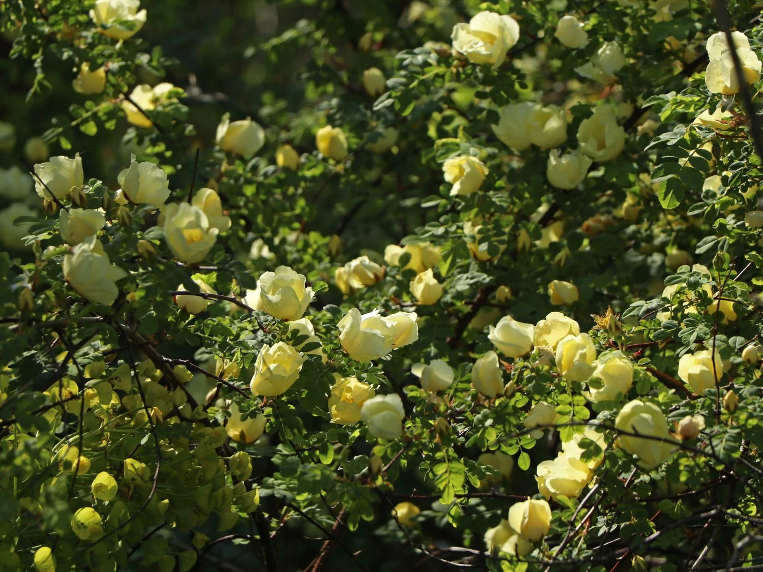 Chinesische Gold-Rose 10 Chinesische Gold-Rose – Bild 10