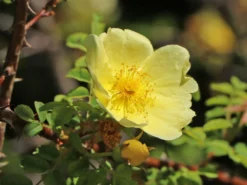 Chinesische Gold-Rose 15 Chinesische Gold-Rose -Deutschland Garten Funk Verkaufs-Shop chinesische gold rose m003016 w 5