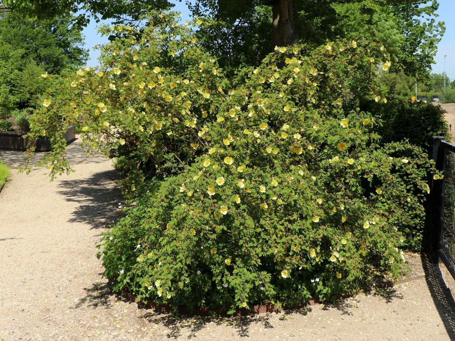 Chinesische Gold-Rose 2 Chinesische Gold-Rose – Bild 2