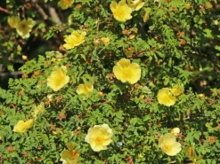 Chinesische Gold-Rose 22 Chinesische Gold-Rose -Deutschland Garten Funk Verkaufs-Shop chinesische gold rose m003016 w 7