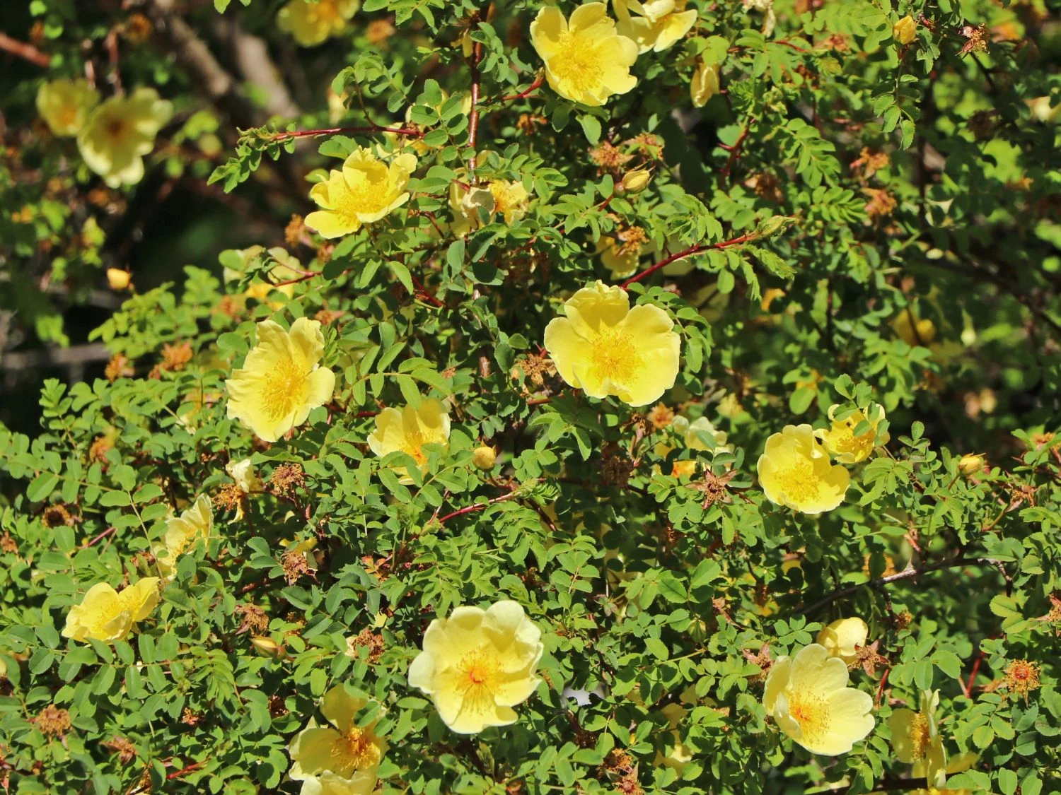 Chinesische Gold-Rose 11 Chinesische Gold-Rose – Bild 11