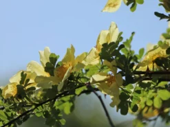 Chinesische Gold-Rose 16 Chinesische Gold-Rose -Deutschland Garten Funk Verkaufs-Shop chinesische gold rose m003016 w 8