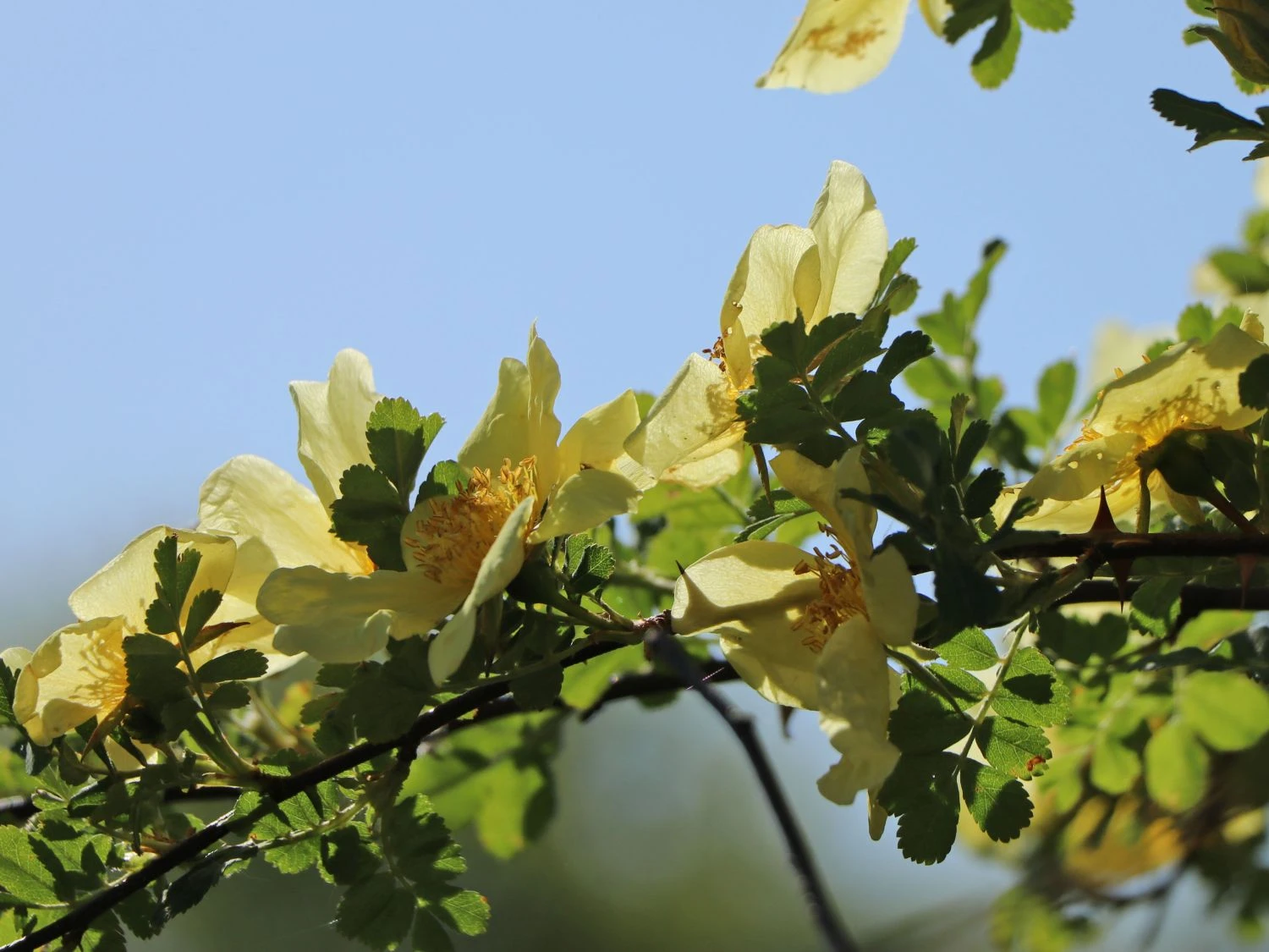 Chinesische Gold-Rose 5 Chinesische Gold-Rose – Bild 5