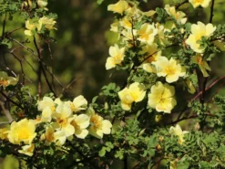 Chinesische Gold-Rose 14 Chinesische Gold-Rose -Deutschland Garten Funk Verkaufs-Shop chinesische gold rose m003016 w 9