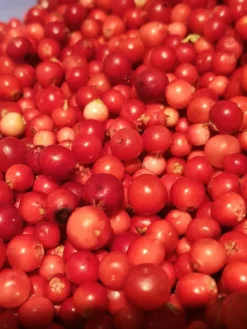 Cranberry / Großfruchtige Moosbeere 'Red Star' / 'Howes' -Deutschland Garten Funk Verkaufs-Shop cranberry grossfruchtige moosbeere red star howes m008239 660854 1