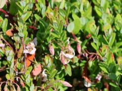 Cranberry / Großfruchtige Moosbeere 'Red Star' / 'Howes' -Deutschland Garten Funk Verkaufs-Shop cranberry grossfruchtige moosbeere red star howes m008239 w 0