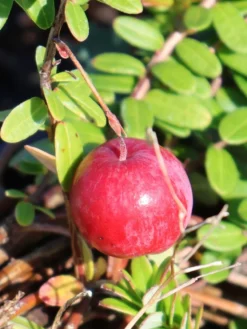 Cranberry / Großfruchtige Moosbeere 'Red Star' / 'Howes' -Deutschland Garten Funk Verkaufs-Shop cranberry grossfruchtige moosbeere red star howes m008239 w 2