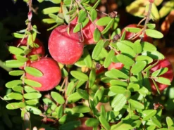 Cranberry / Großfruchtige Moosbeere 'Red Star' / 'Howes' -Deutschland Garten Funk Verkaufs-Shop cranberry grossfruchtige moosbeere red star howes m008239 w 3