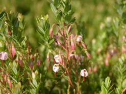 Cranberry / Großfruchtige Moosbeere 'Red Star' / 'Howes' -Deutschland Garten Funk Verkaufs-Shop cranberry grossfruechtige moosbeere gesundheitsbeere m008239 w 0
