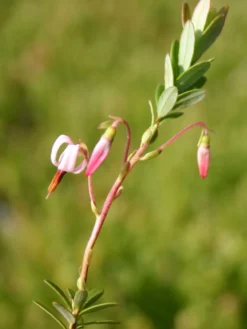 Cranberry / Großfruchtige Moosbeere 'Red Star' / 'Howes' -Deutschland Garten Funk Verkaufs-Shop cranberry grossfruechtige moosbeere gesundheitsbeere m008239 w 1