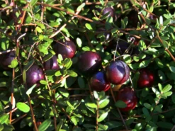 Cranberry / Moosbeere 'Pilgrim'