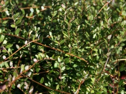 Cranberry / Moosbeere 'Pilgrim' -Deutschland Garten Funk Verkaufs-Shop cranberry moosbeere pilgrim m009865 w 0