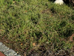 Cranberry / Moosbeere 'Pilgrim' -Deutschland Garten Funk Verkaufs-Shop cranberry moosbeere pilgrim m009865 w 2