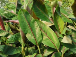 Darjeeling-Banane / Bananenstaude 'Red Tiger' -Deutschland Garten Funk Verkaufs-Shop darjeeling banane bananenstaude red tiger m114572 w 1