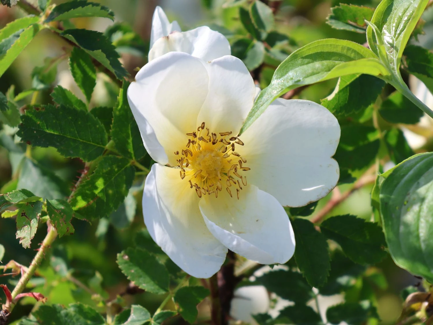 Dünenrose / Bibernellrose 4 Dünenrose / Bibernellrose – Bild 4