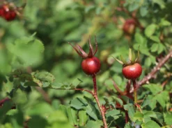 Dünenrose / Bibernellrose 16 Dünenrose / Bibernellrose -Deutschland Garten Funk Verkaufs-Shop duenenrose bibernellrose m000070 w 2