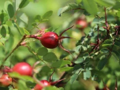 Dünenrose / Bibernellrose 15 Dünenrose / Bibernellrose -Deutschland Garten Funk Verkaufs-Shop duenenrose bibernellrose m000070 w 3