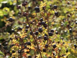 Dünenrose / Bibernellrose 21 Dünenrose / Bibernellrose -Deutschland Garten Funk Verkaufs-Shop duenenrose bibernellrose m000070 w 4