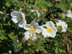 Dünenrose / Bibernellrose 17 Dünenrose / Bibernellrose -Deutschland Garten Funk Verkaufs-Shop duenenrose bibernellrose m000070 w 5