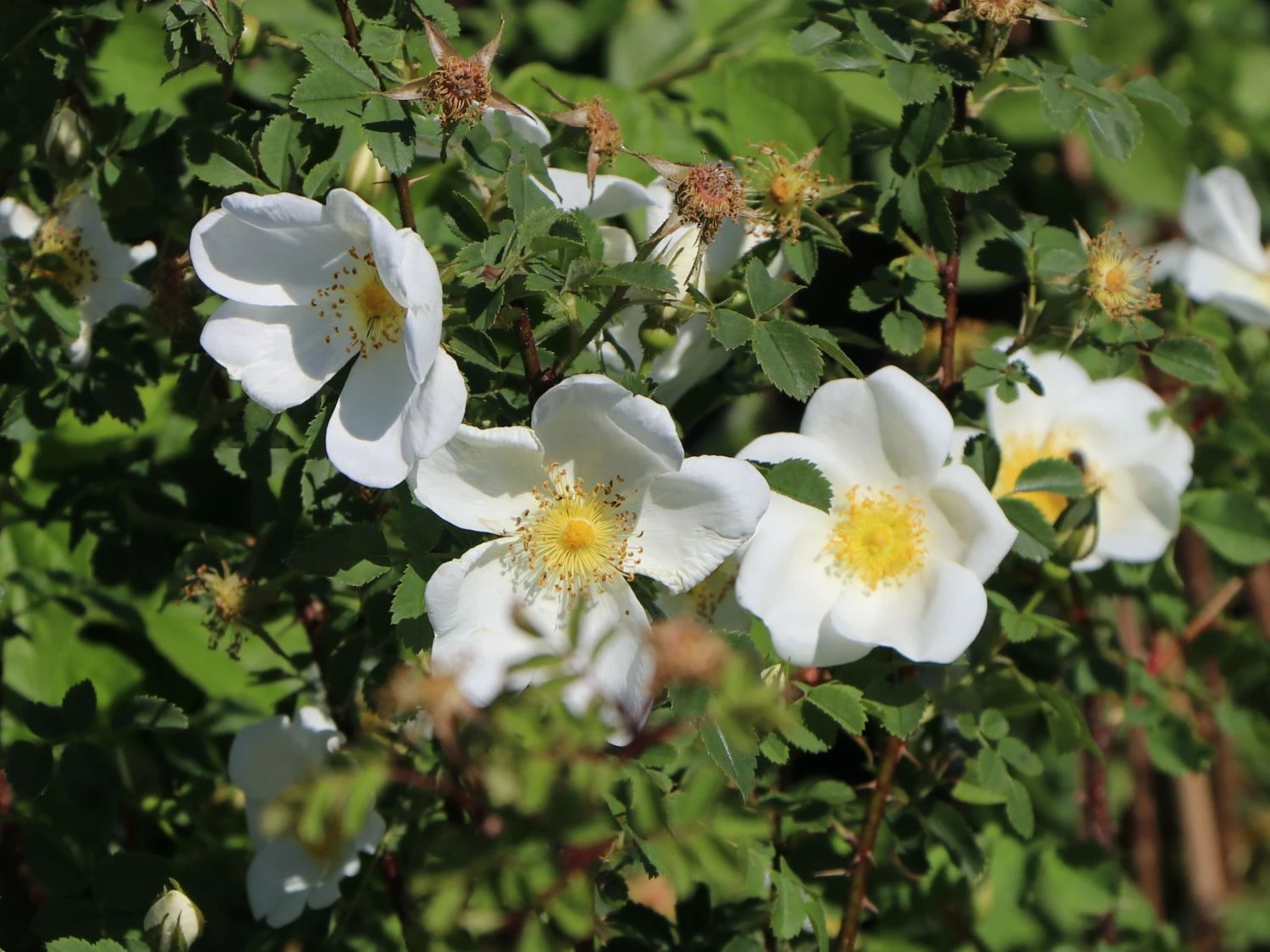 Dünenrose / Bibernellrose 7 Dünenrose / Bibernellrose – Bild 7