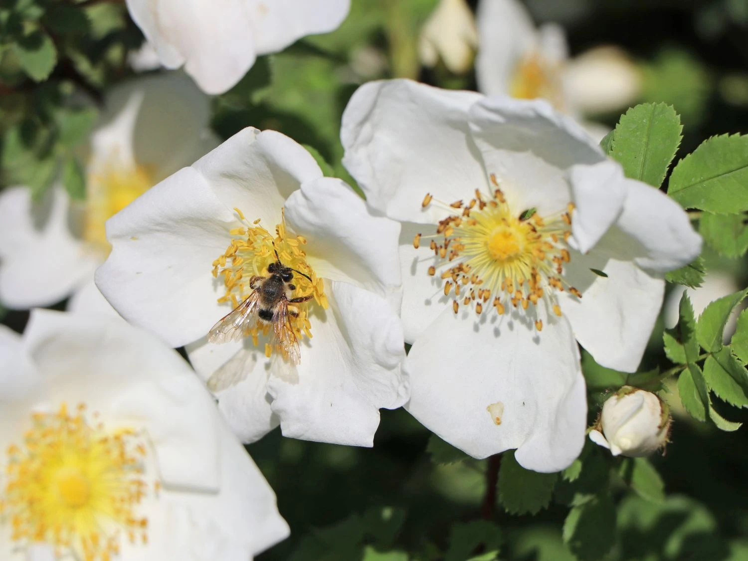 Dünenrose / Bibernellrose 10 Dünenrose / Bibernellrose – Bild 10