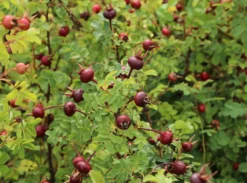 Dünenrose / Bibernellrose 18 Dünenrose / Bibernellrose -Deutschland Garten Funk Verkaufs-Shop duenenrose bibernellrose m000070 w 7