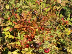 Dünenrose / Bibernellrose 13 Dünenrose / Bibernellrose -Deutschland Garten Funk Verkaufs-Shop duenenrose bibernellrose m000070 w 8