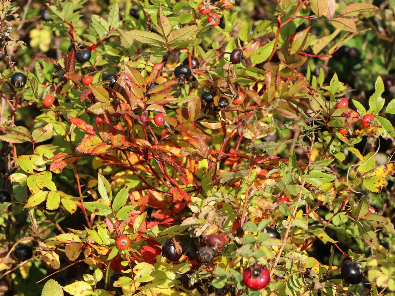 Dünenrose / Bibernellrose 3 Dünenrose / Bibernellrose – Bild 3
