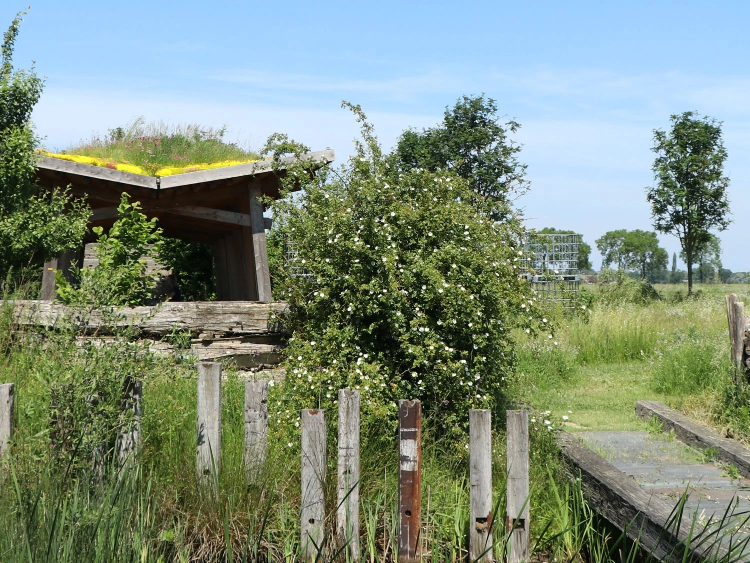 Dünenrose / Bibernellrose 2 Dünenrose / Bibernellrose – Bild 2