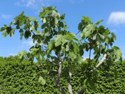 Echte Feige 'Perretta' -Deutschland Garten Funk Verkaufs-Shop echte feige perretta m113923 w 0