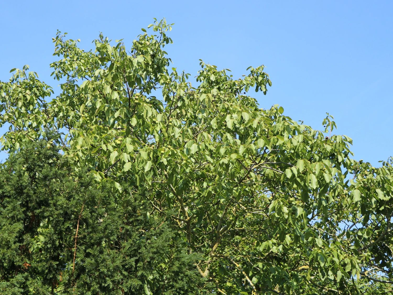 Echte Walnuss (aus Samen) 2 Echte Walnuss (aus Samen) – Bild 2