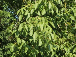 Echte Walnuss (aus Samen) 8 Echte Walnuss (aus Samen) -Deutschland Garten Funk Verkaufs-Shop echte walnuss aus samen m002518 w 3