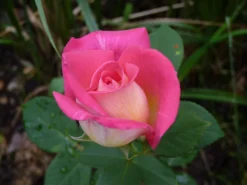 Edelrose 'Acapella' ® -Deutschland Garten Funk Verkaufs-Shop edelrose acapella m005838 1214579 0